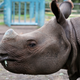 Illustration for article titled Vietnam Seizes 275-Pound Haul of Rhino Horns, Seven Frozen Tiger Carcasses